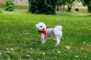 Beyaz Maltalı köpek şakacı ve şehir parkında poz veriyor.