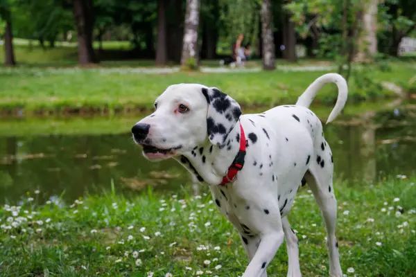 Çok güzel Dalmaçyalı köpek fotoğrafçılığı parka giriyor.