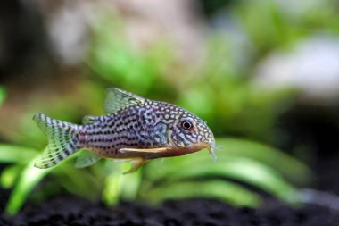 Corydoras sterbai - Sterba 'nın Cory balığı