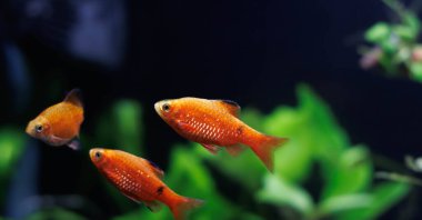 Akvaryumdaki tatlı su balığı (Red Barb) Puntius conchonius