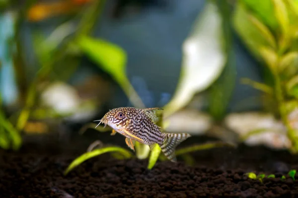 Corydoras Sterbai Cory Ψάρια Του Sterba Φωτογραφία Αρχείου