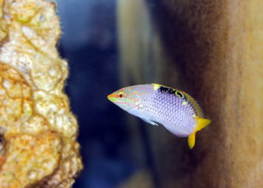 Checkerboard wrasse (Halichoeres hortulanus), papağangiller familyasından bir balık türü..