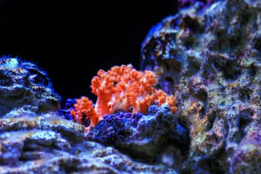 Orange Cauliflower Coral - Scleronephthya spp. soft coral in reef aquarium clipart