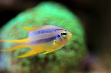 Siyah ve altın kromis balığı - Neoglyphidodon nigroris