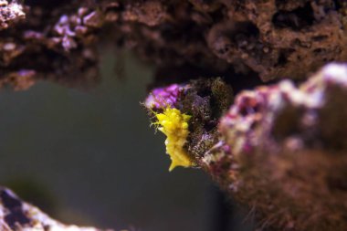 Sarı güçlü deniz hıyarı - Colochirus robustus