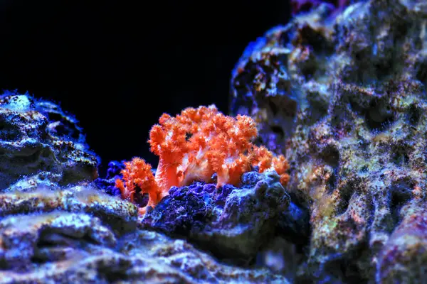 Πορτοκαλί Κουνουπίδι Coral Scleronephthya Spp Μαλακό Κοράλλι Ενυδρείο Ύφαλο Royalty Free Εικόνες Αρχείου