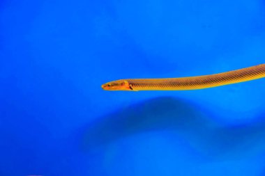 Reedfish, halat balığı veya yılan balığı (Erpetoichthys calabaricus), tatlı su akvaryumu tankında fotoğraf çekmektedir.