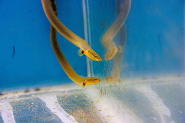 Reedfish, halat balığı veya yılan balığı (Erpetoichthys calabaricus), tatlı su akvaryumu tankında fotoğraf çekmektedir.