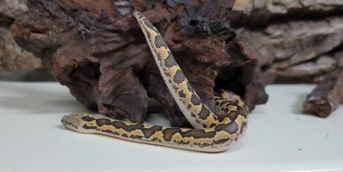 Kenyan sand boa snake, aka Old world sand boas is nonvenomous snake clipart
