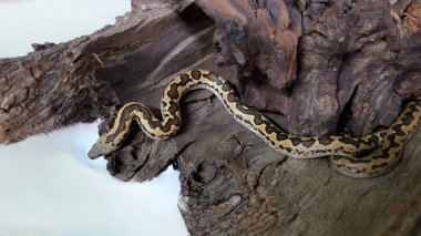 Kenyan sand boa snake, aka Old world sand boas is nonvenomous snake clipart