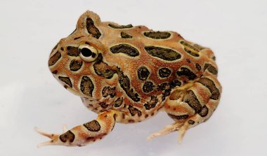 Pacman Kurbağası, Ceratophrys cinsinden Güney Amerika boynuzlu kurbağalarıdır.