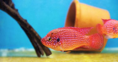 Kan kırmızısı Jewel Cichlid Hemichromis lifalili 