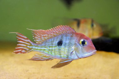 Kızıl Kafa Tapajos tatlı su balığı - Geophagus sp.