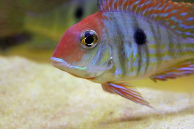 Red Head Tapajos freshwater fish - Geophagus sp. clipart