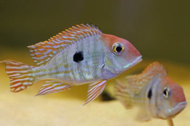 Red Head Tapajos freshwater fish - Geophagus sp. clipart