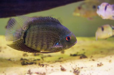 GENÇ SEVERUM FRESHWATER BALIĞI - (HEROS SEVERUS)