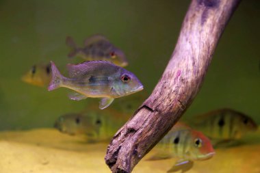 Kızıl Kafa Tapajos tatlı su balığı - Geophagus sp.