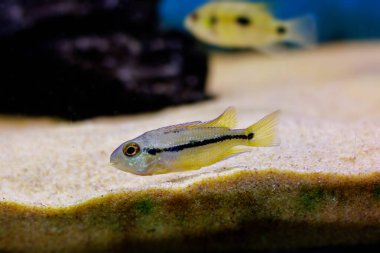 Macaw Nikaraguense Cichlid Balığı - (Hyporys nicaraguensis)