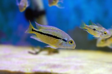 Macaw Nikaraguense Cichlid Balığı - (Hyporys nicaraguensis)