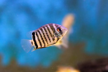 Çiklet balığı- Hero efasciatus