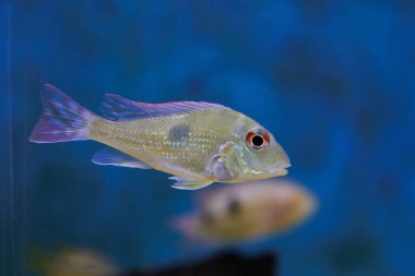Kızıl Kafa Tapajos tatlı su balığı - Geophagus sp.