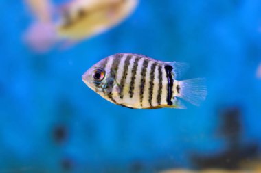 Banded cichlid fish - Heros efasciatus clipart