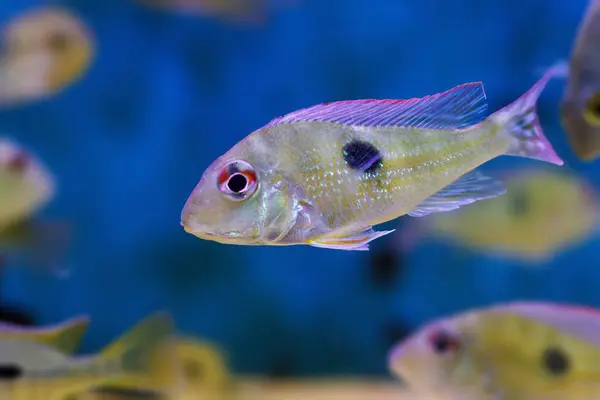 stock image Red Head Tapajos freshwater fish - Geophagus sp.