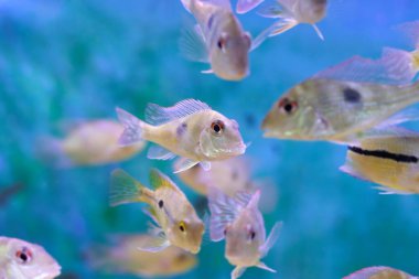Kızıl Kafa Tapajos tatlı su balığı - Geophagus sp.