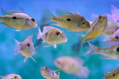 Kızıl Kafa Tapajos tatlı su balığı - Geophagus sp.