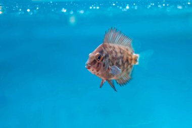 Uaru triangle cichlid fish - Uaru amphiacanthoides clipart