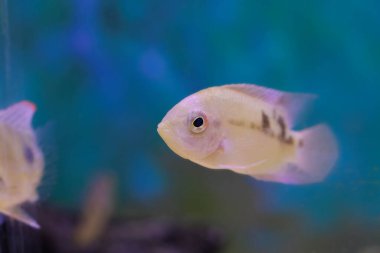 The emerald cichlid fish - (Hypselecara temporalis) clipart