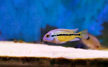 Macaw Nikaraguense Cichlid Balığı - (Hyporys nicaraguensis)