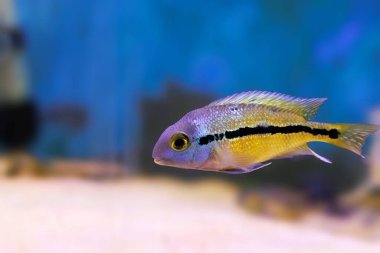 Macaw Nikaraguense Cichlid Balığı - (Hyporys nicaraguensis)