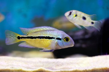 Macaw Nikaraguense Cichlid Balığı - (Hyporys nicaraguensis)