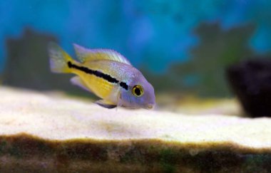 Macaw Nikaraguense Cichlid Balığı - (Hyporys nicaraguensis)