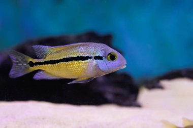 Macaw Nicaraguense Cichlid fish - (Hypsophrys nicaraguensis) clipart