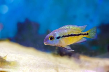 Macaw Nicaraguense Cichlid fish - (Hypsophrys nicaraguensis) clipart