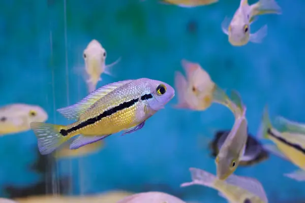 stock image Macaw Nicaraguense Cichlid fish - (Hypsophrys nicaraguensis)