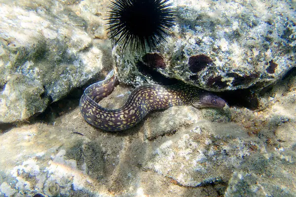 stock image The Mediterranean moray, also known as Roman eel - (muraena helena)