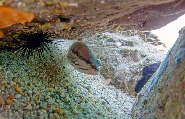 stock image The comber fish - (Serranus cabrilla)