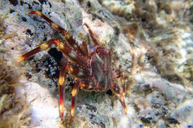 Sally Lightfoot Crab (Percnon gibbesi), Yunanistan 'ın Sithonia kentinde istila edilmiş bir tür. Su altı fotoğrafçılığı
