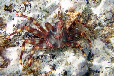 Sally Lightfoot Crab (Percnon gibbesi), Yunanistan 'ın Sithonia kentinde istila edilmiş bir tür. Su altı fotoğrafçılığı