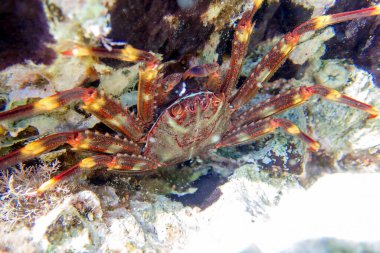 Sally Lightfoot Crab (Percnon gibbesi), Yunanistan 'ın Sithonia kentinde istila edilmiş bir tür. Su altı fotoğrafçılığı