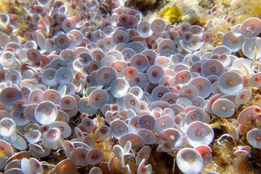 Acetabularia mediterranea - Akdeniz yosunları