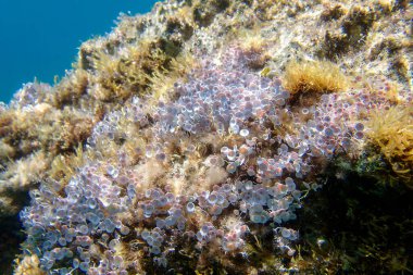 Acetabularia mediterranea - The Mediterranean sea algae clipart
