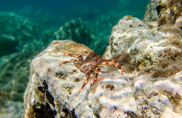 stock image Sally Lightfoot Crab (Percnon gibbesi), invaded species in Sithonia, Greece. Underwater photography