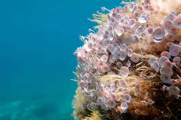 Stock image Acetabularia mediterranea - The Mediterranean sea algae