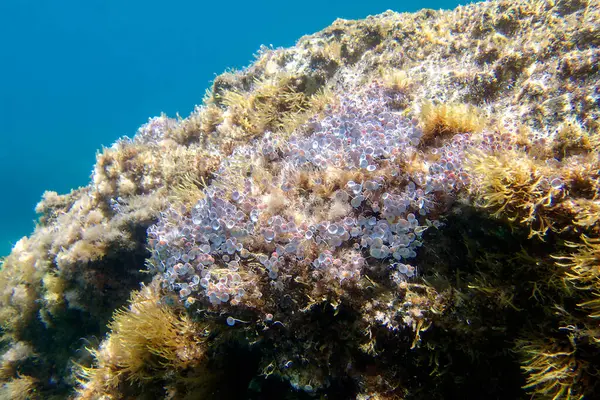 stock image Acetabularia mediterranea - The Mediterranean sea algae