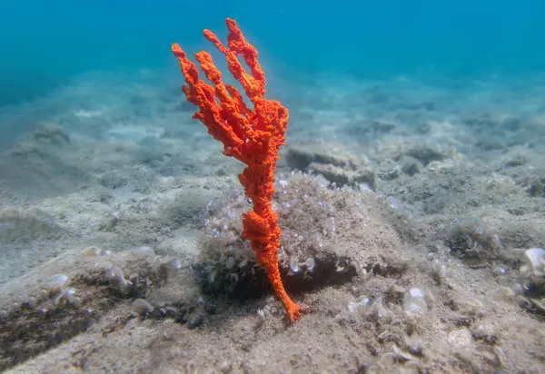 stock image Candlestick Sponge - Axinella cannabina