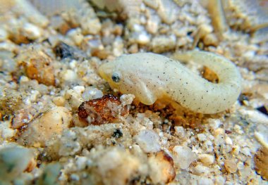 İki benekli balık - (Diplecogaster bimaculata)